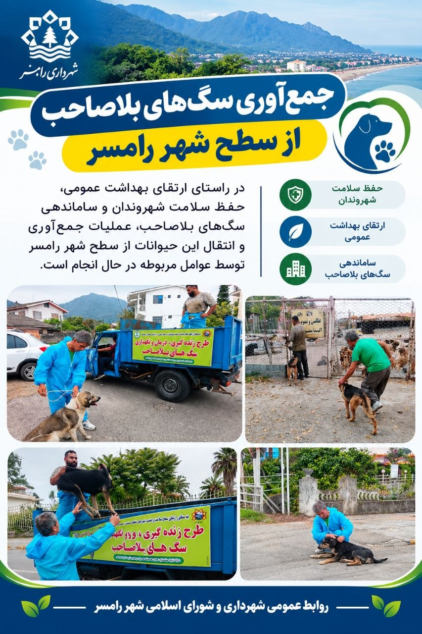 سگ های ولگرد زنگ خطری برای امنیت شهروندان